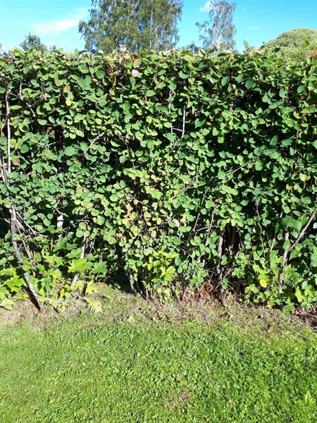 Hautatunnus: NK F G    40