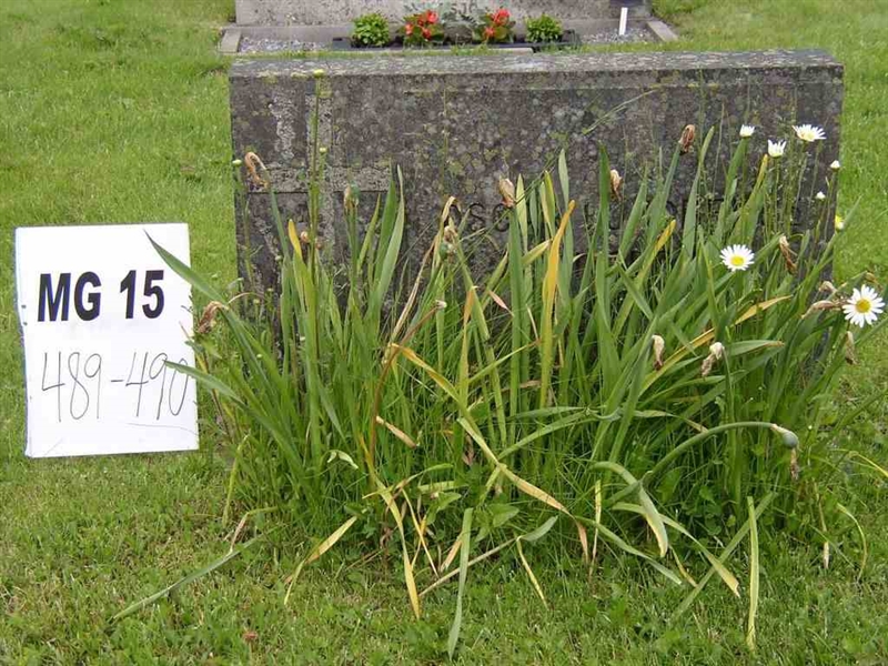 Grave number: M G 15 489-490