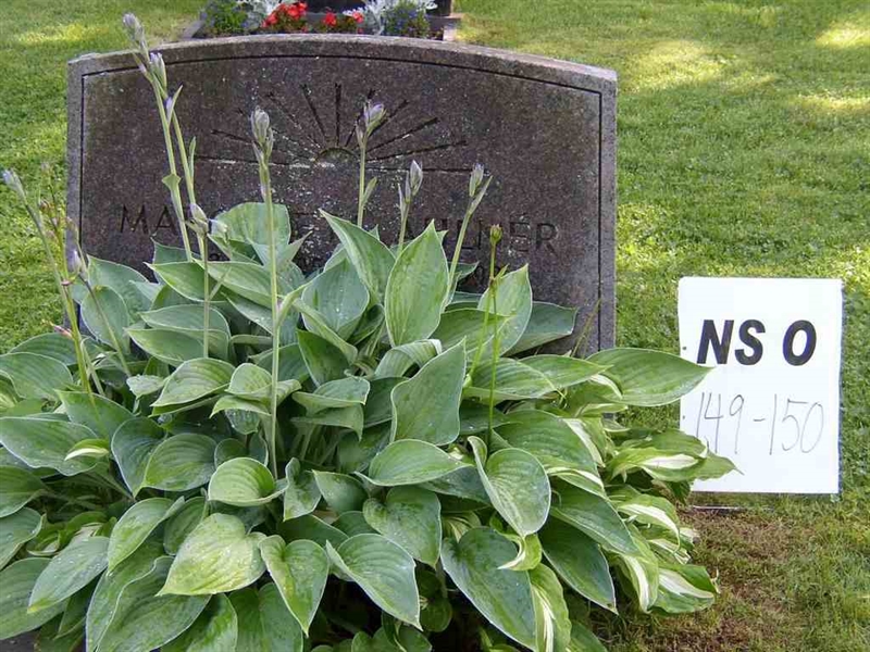 Grave number: NS O   149-150
