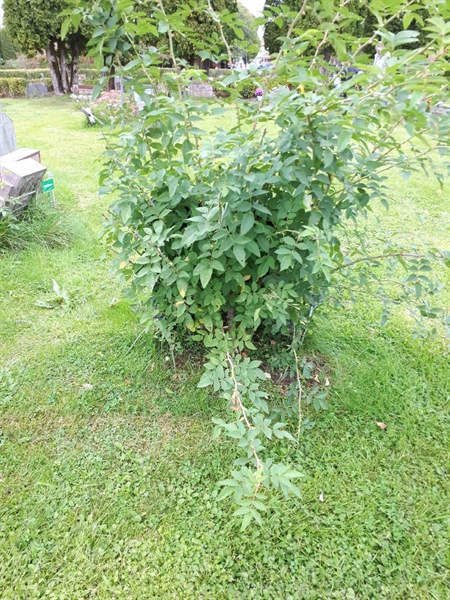 Grave number: NK F B   755