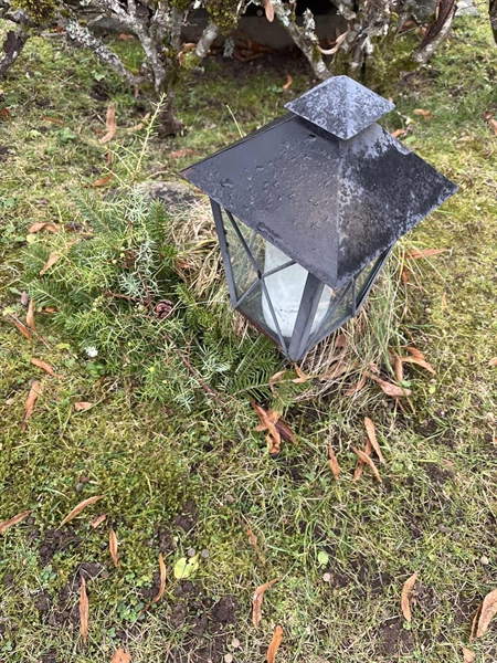 Hautatunnus: Vårv Kv4 145