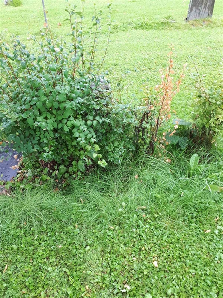 Hautatunnus: GK A 4   205H