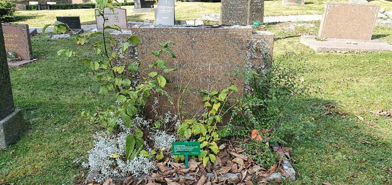 Grave number: SG 02    50, 51