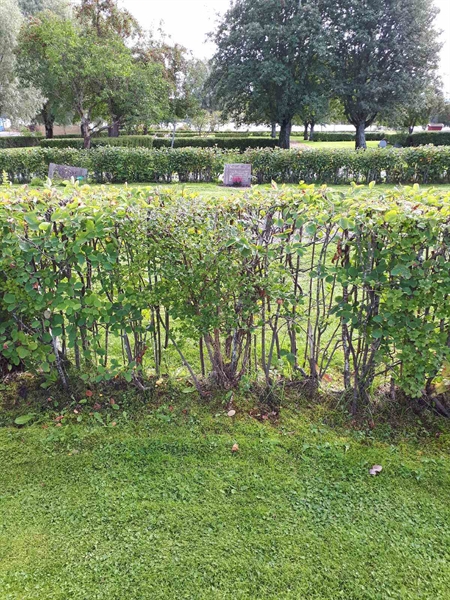 Hautatunnus: NK F B   113