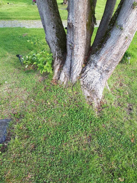 Gravnummer: NK A A   177