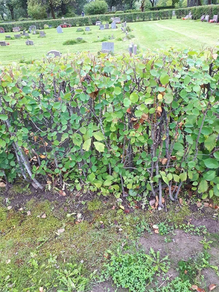 Gravnummer: NK F A   208