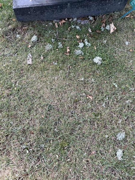 Gravnummer: Lax gaml   135+136