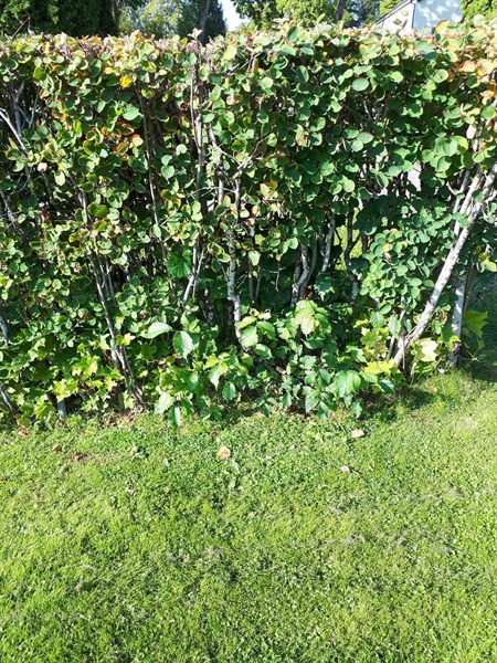 Hautatunnus: NK F G   224