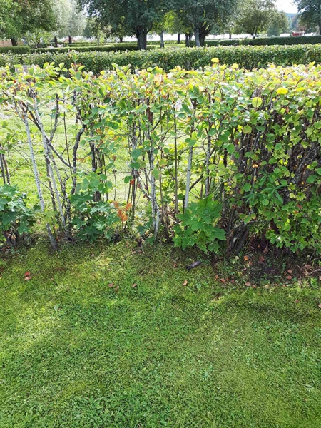 Gravnummer: NK F B   111