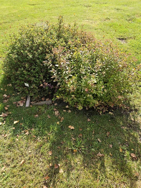 Grave number: Fr 7   609