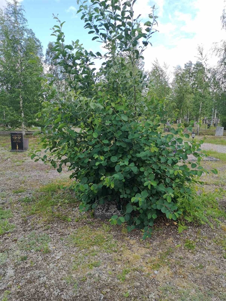 Gravnummer: SK N     4