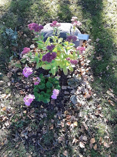 Grave number: Fr 7   523-524