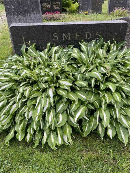 Hautatunnus: N 4 4   656