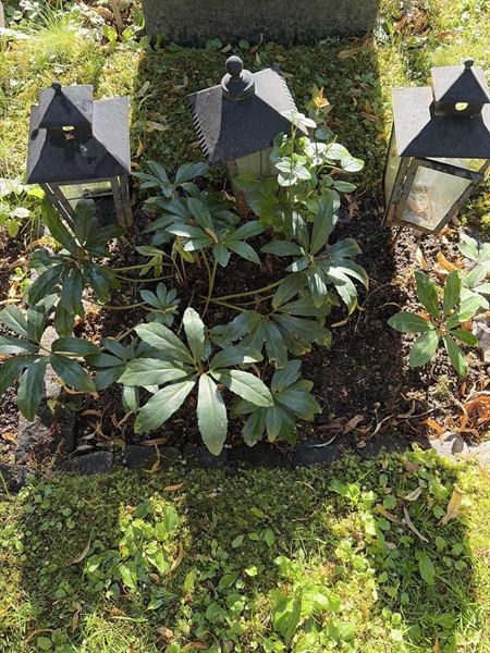 Hautatunnus: 1 I   249
