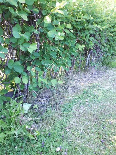 Hautatunnus: GK A 5   161H