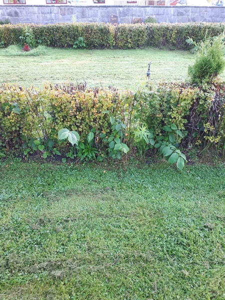 Hautatunnus: NK F G   208