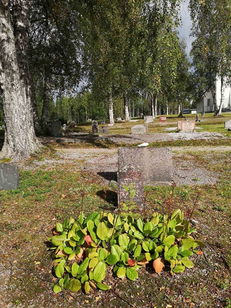 Hautatunnus: POK 13    11