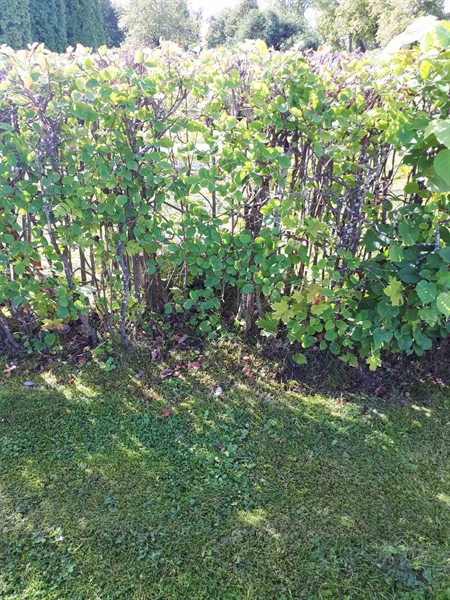 Gravnummer: NK F B   161