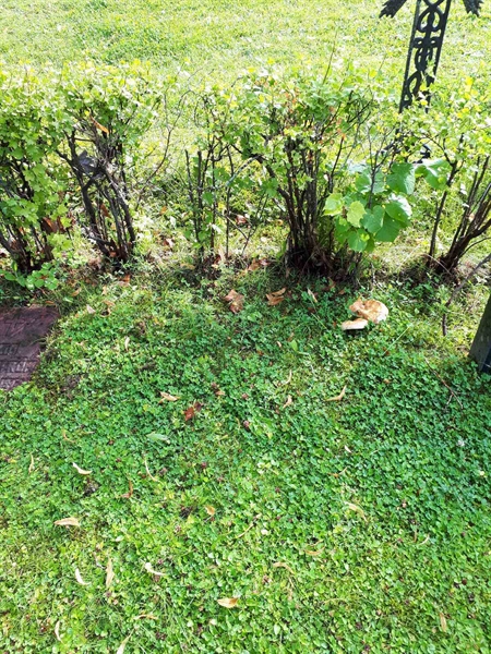 Hautatunnus: GK A 4   157HB