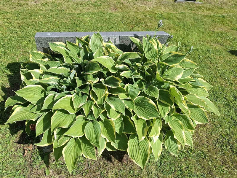 Grave number: 001 2   915