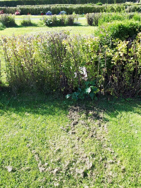 Hautatunnus: NK F G   288