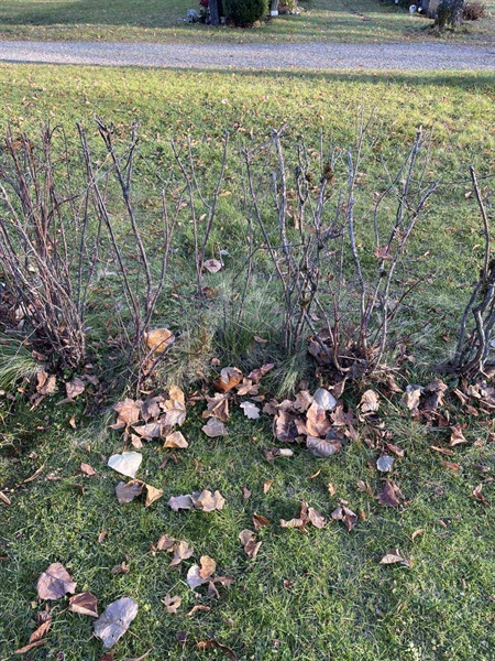 Gravnummer: GK A 3   606