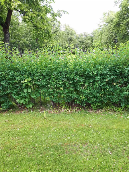 Gravnummer: GK F 5   406