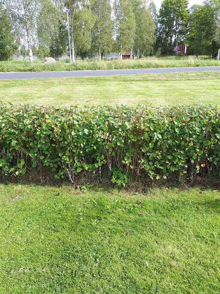 Hautatunnus: NK F B   207A