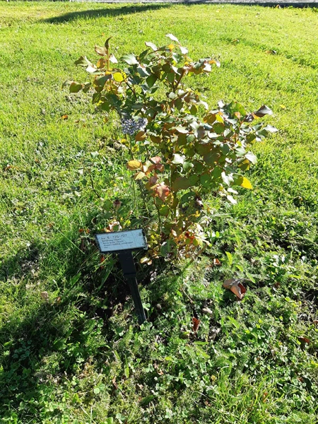 Hautatunnus: Fr 5   725-727