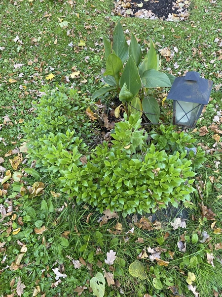 Gravnummer: 1 H   508