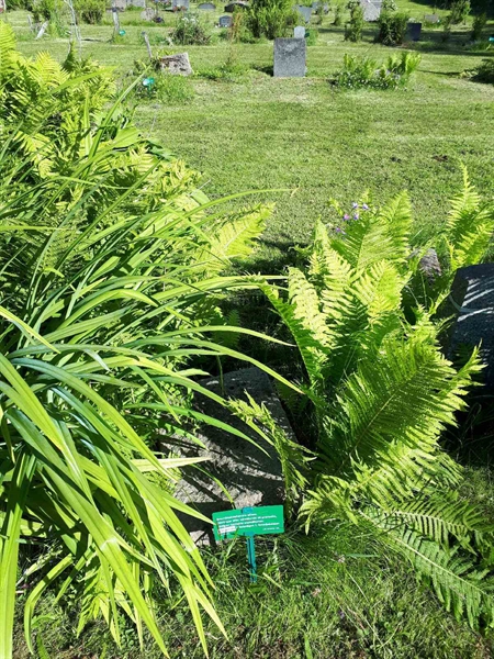 Hautatunnus: GK A 5   154M