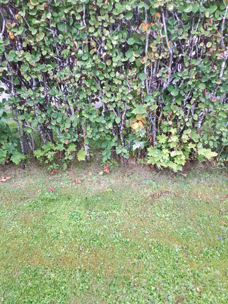 Hautatunnus: NK F G    59