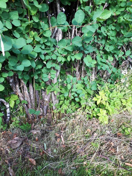 Gravnummer: GK A 5   199H