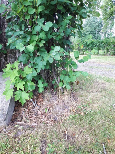 Gravnummer: GK A 5   214H