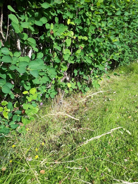 Hautatunnus: GK A 5   204H