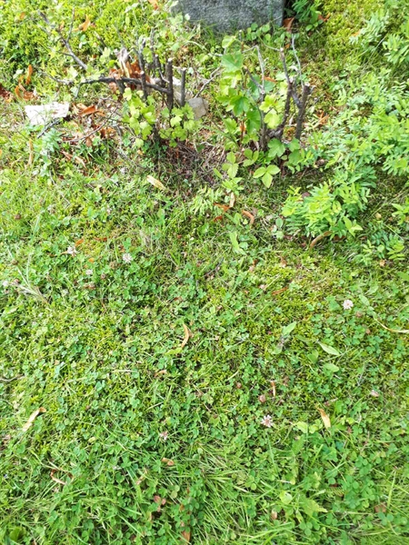 Hautatunnus: GK A 4   133V