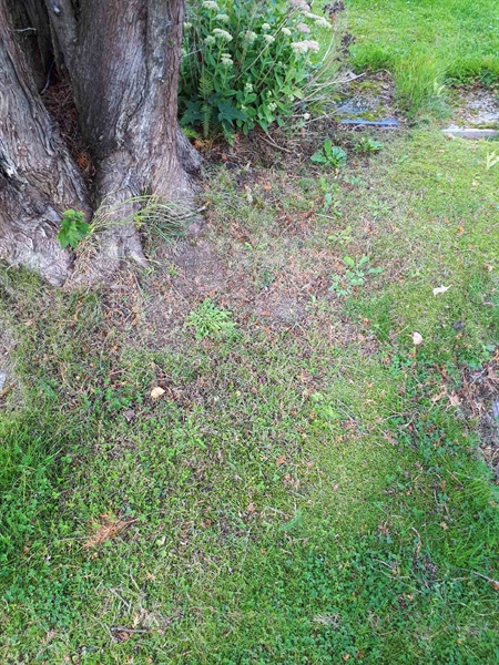 Gravnummer: NK A A   220