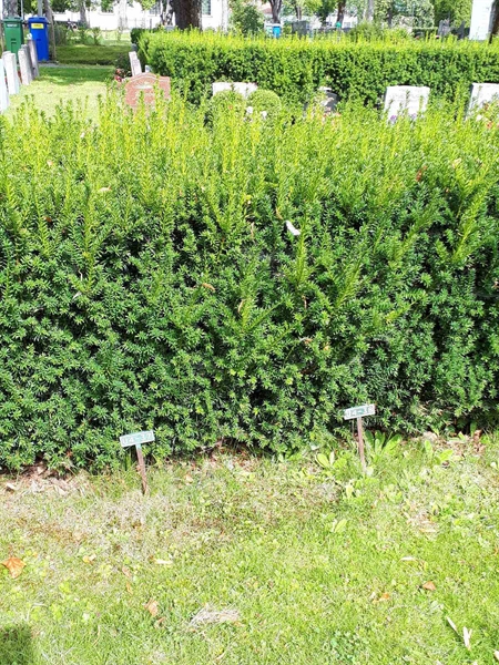 Hautatunnus: GK U 4    37