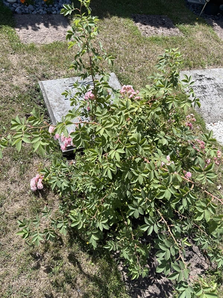 Grave number: NK I:u   149