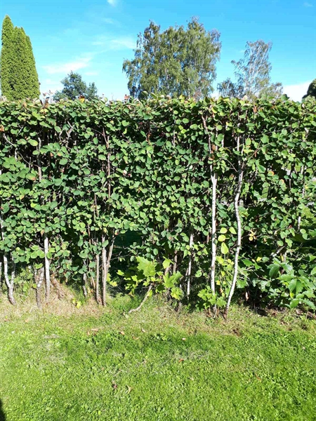 Hautatunnus: NK F G    38