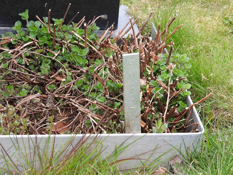 Gravnummer: BK F   100-101