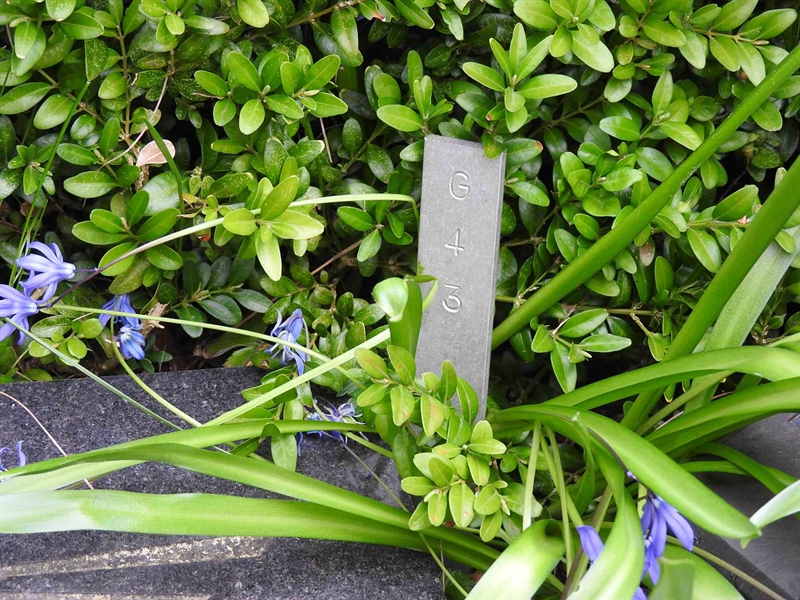 Gravnummer: BK G    43