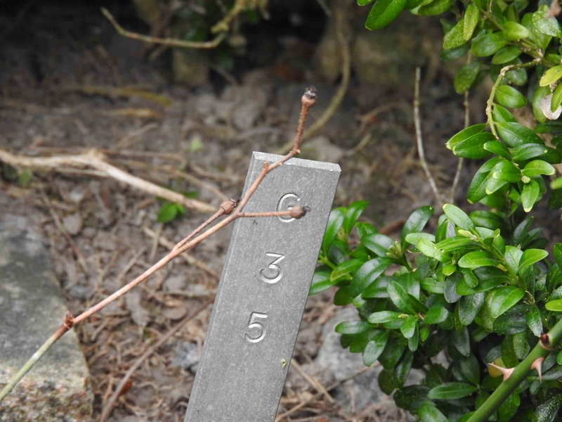 Gravnummer: BK G    35