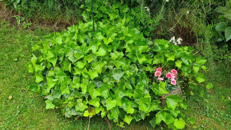 Hautatunnus: M N 24 83