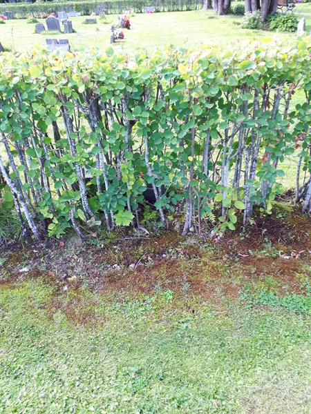 Hautatunnus: NK F A   123