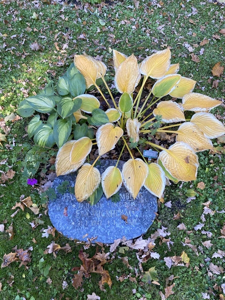 Grave number: 1 H   509