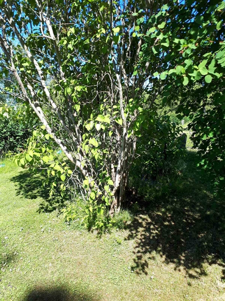 Gravnummer: GK A 5   139V