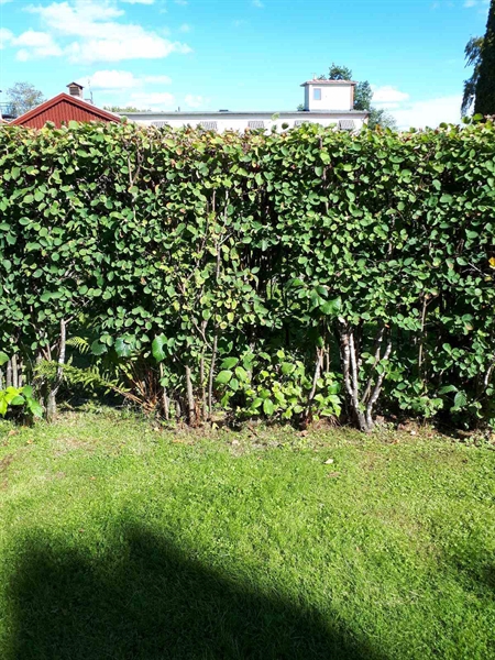 Grave number: NK F G    24