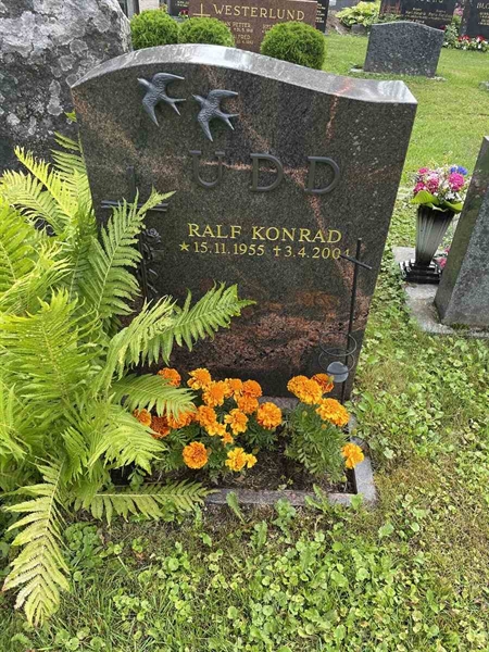 Gravnummer: N 4 3   426