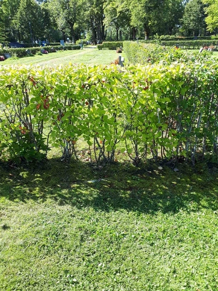 Gravnummer: NK F A   113